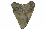 Fossil Megalodon Tooth - North Carolina #351178-1